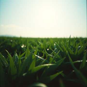 In the Green of Your Eyes