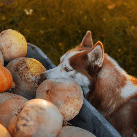 Chasing Stars 2 by Mohammad Umar - Pop music cover art