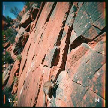 Rock Wallaby by Dustin - Pub Rock music cover art