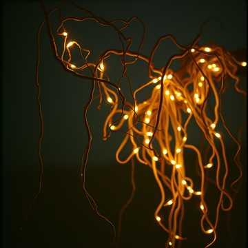 First Light (The First Family)