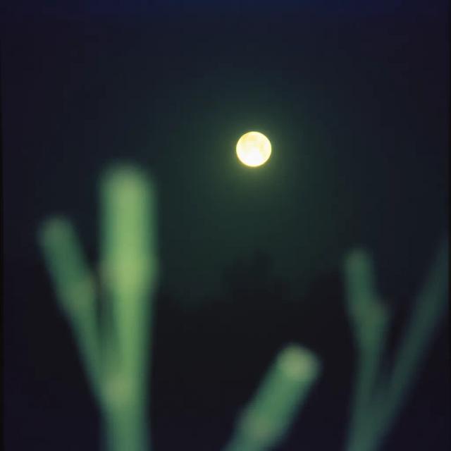 Bound Under Moonlight 1