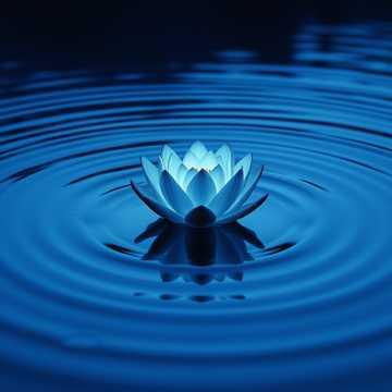 Lotus in Cold Water