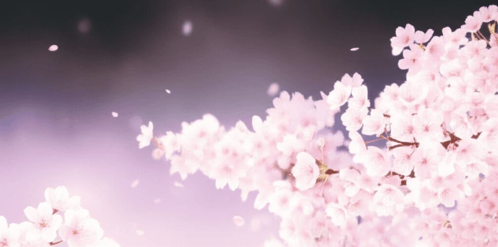 桜色の夢 - Sakura Dream 2