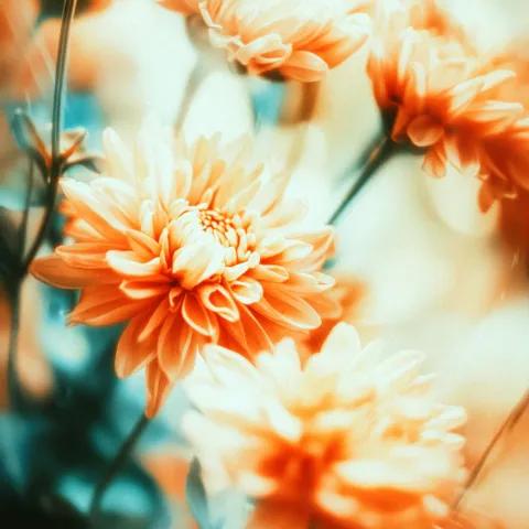 Realeza para tu mascota - The Royal Pet Club 2