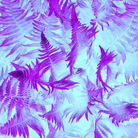 JEMEGILE - BIALAH DEN SURANG Ciptaan Das 2