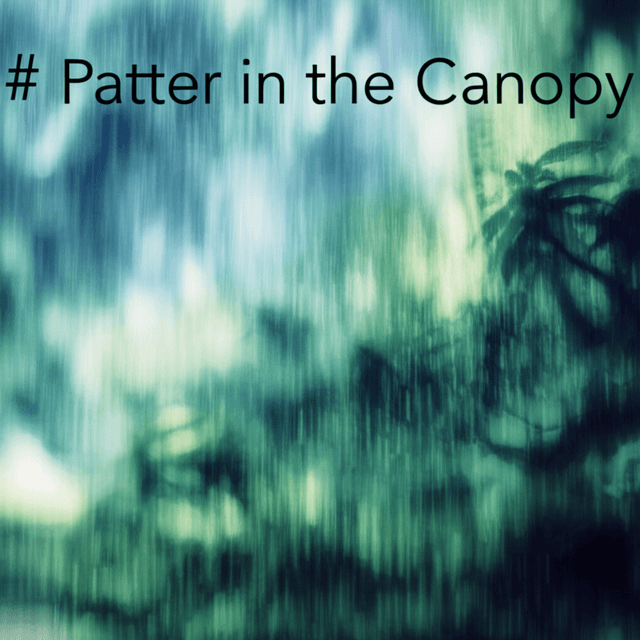 Patter in the Canopy 2