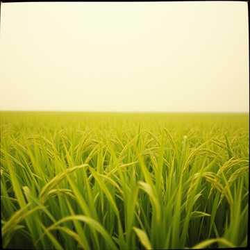 風のリズム (Kaze no Rhythm / Rhythm of the Wind)