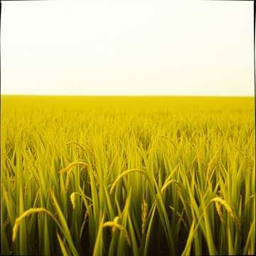 風のリズム (Kaze no Rhythm / Rhythm of the Wind)