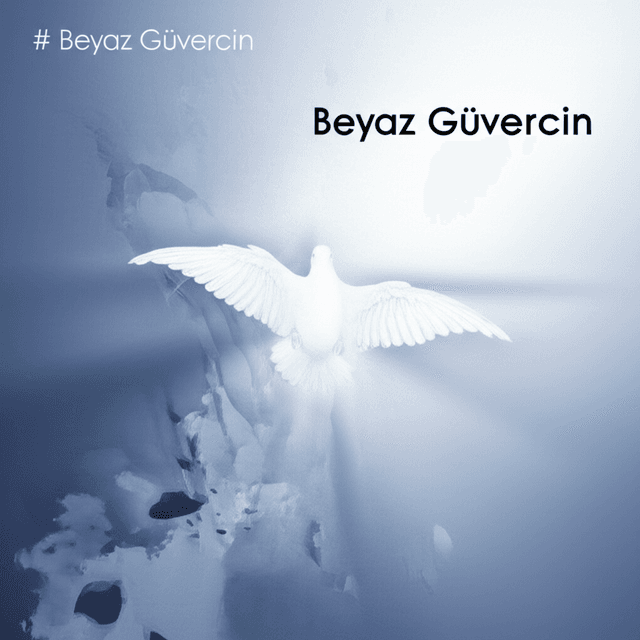 Beyaz Güvercin 2