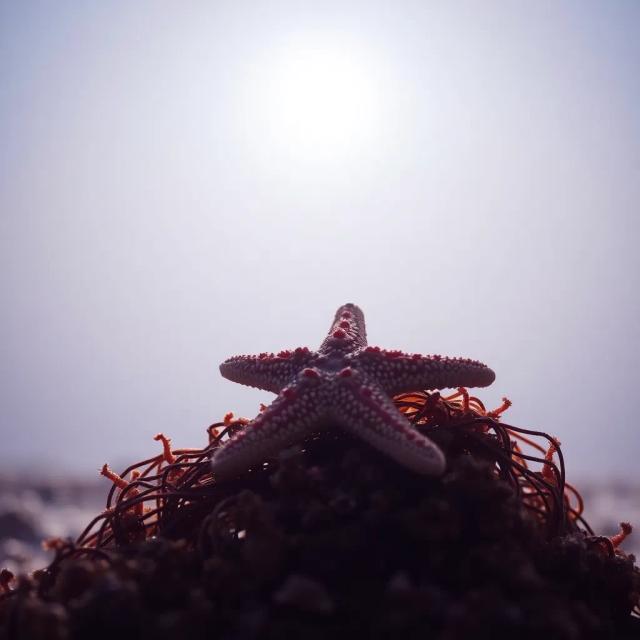 Starfish of Constant Sorrow 1