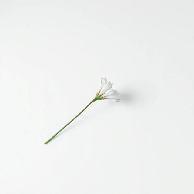 Enfermamente Bello 1