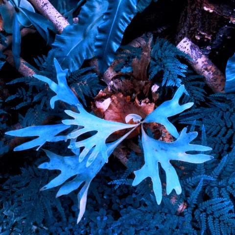 Cathode Cathedral Quest (Reforged) 1