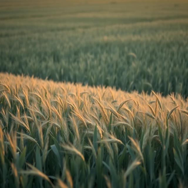 আমার সোনার বাংলা 1