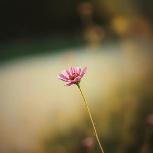 Gamze – Rüzgârın Kızı 2