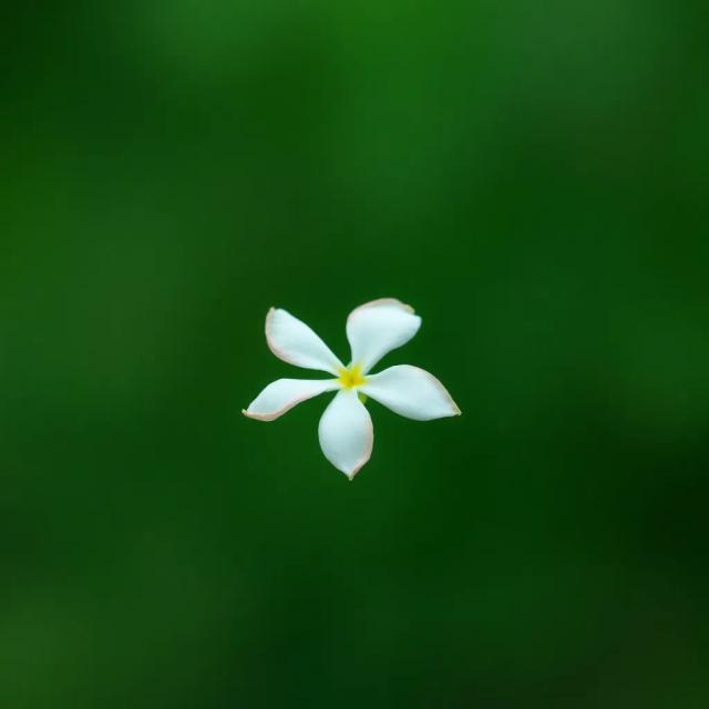 Yasemin Kokusu - Erkek 2