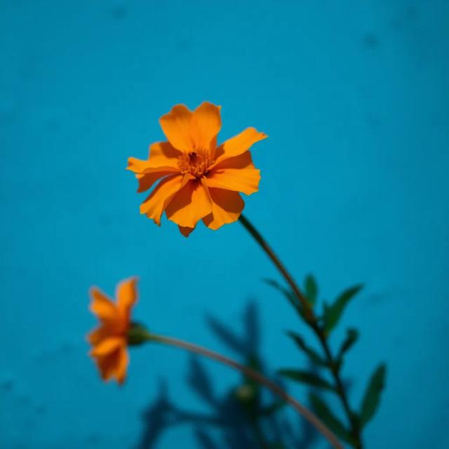 Till We Twist (Raja Ji Ka Beat) 2