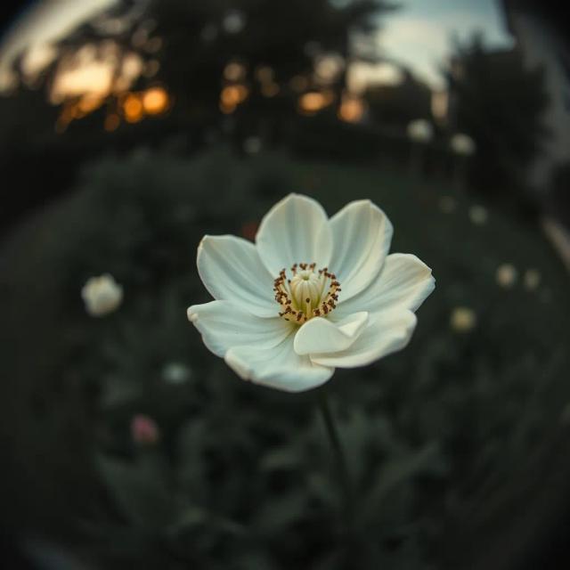 Kırgın Güler (Arabesque Echoes) 2