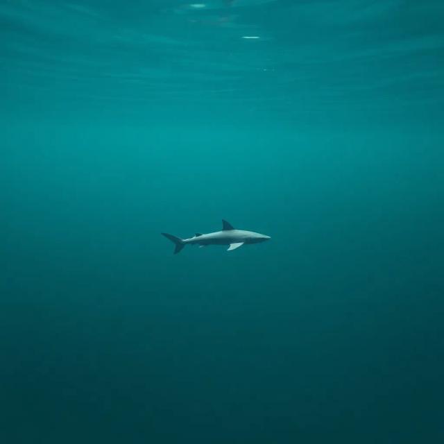 Por que os Tubarões Vão Acabar? 1