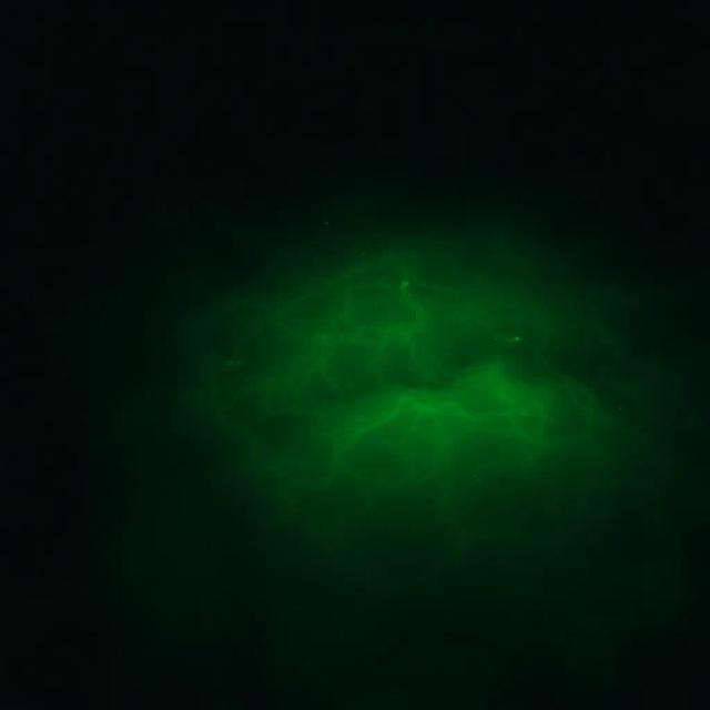 Green Light (For Dionatan) 2 1