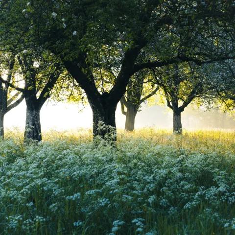 Unforgettable Light — Hold Me Closer 1