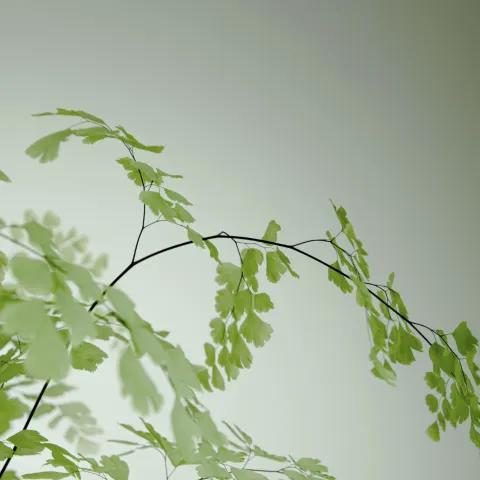 Reflections in D Major 1