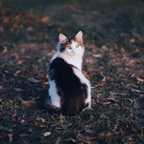 La mulți ani, Dorin — Lumina În Casă 1