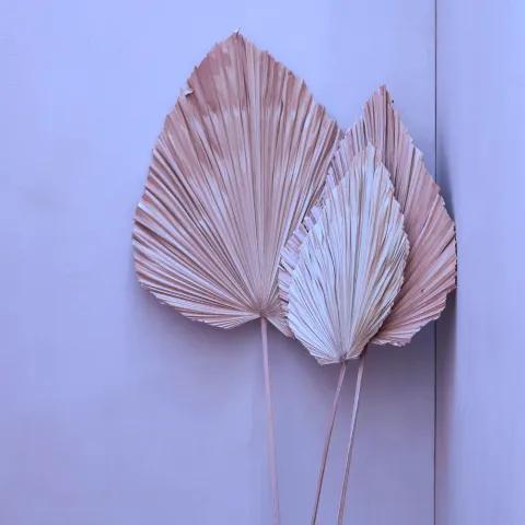 เส้นทางของ Lil X 2