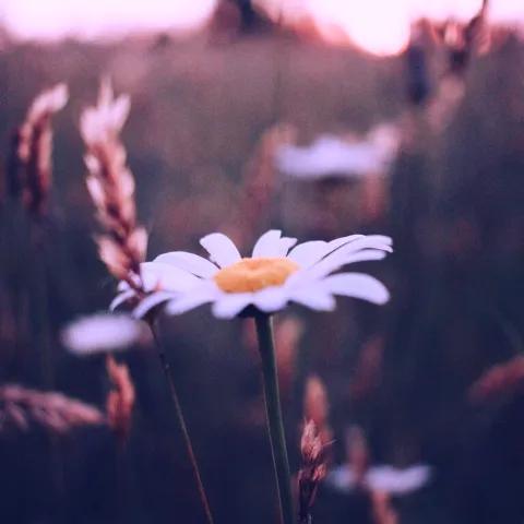 Virtus Cornaredo Bianca - Greenday 2