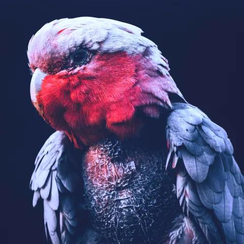 Echoes of the Heartbeat 2 1 1