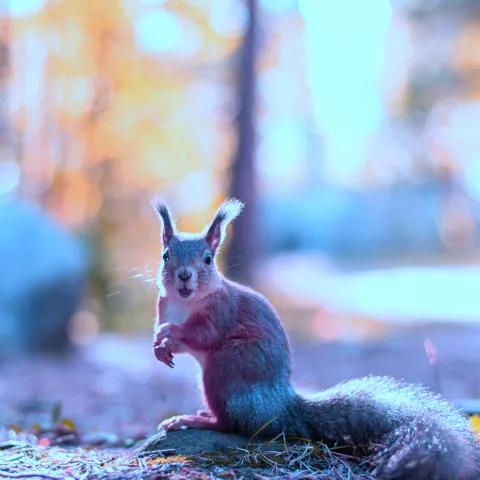 Never Gave Up — Веселий Ритм 1