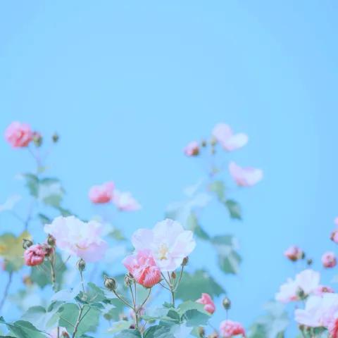 Rapid Fire: Alpha Howler 2