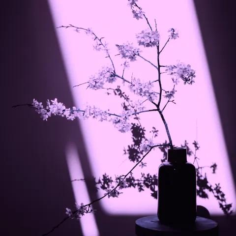 Starseed Soul — Ethereal Folk 1