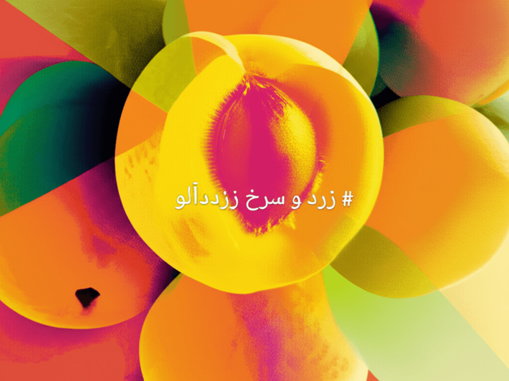 زرد و سرخ زردآلو 1