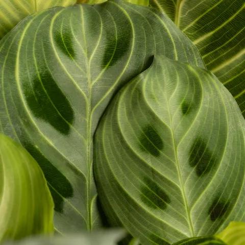 Archie_Tarzy_-_MERI_KEREMA_(PNG_MUSIC_20 1