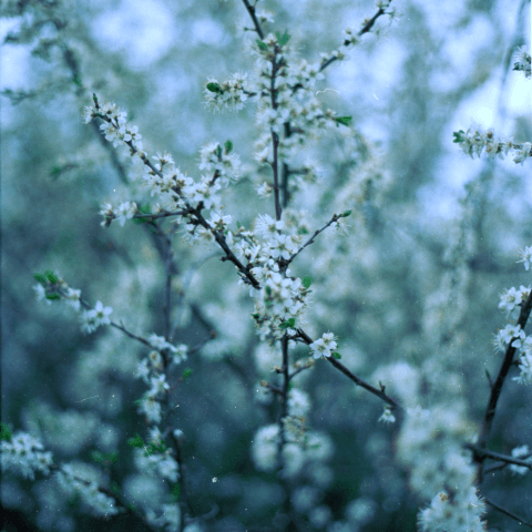 صحاك الشوق - Trap Vibes 2