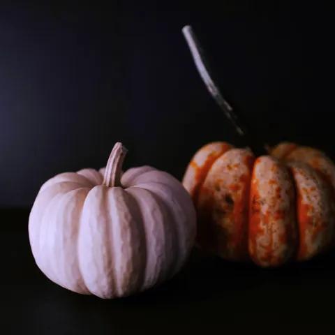 Joropo en mi Sangre 2