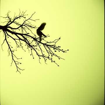 Dor de Bunelul (Doină în La minor)