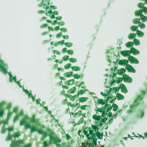 Salmo 23 — Canto Vikingo 1