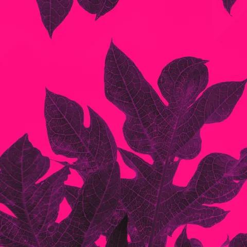 Brilla en el Juego 2