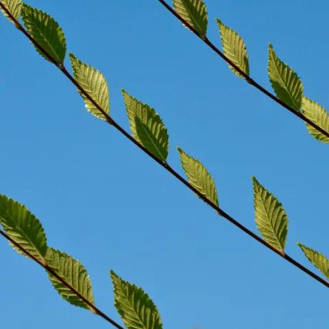 Gone Before Morning (Perfume in My Head) 2