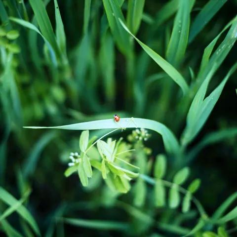 Sensiz Koca Bir Ziyan 2