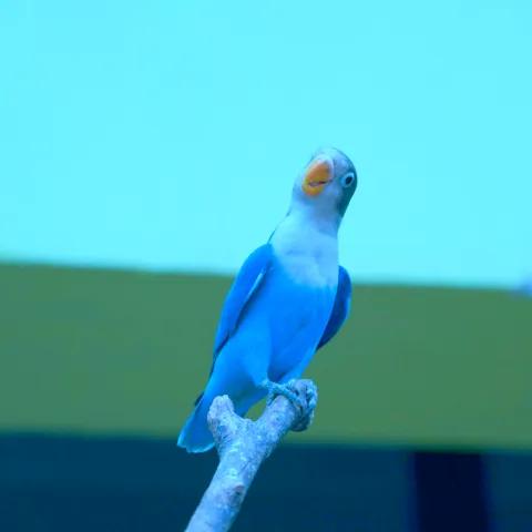 De Ceniza a Hierro — Renacer Rockero 1