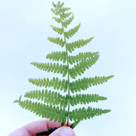 Qorxma Uç — Neon Adrenalin 2